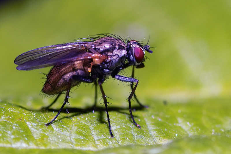 Bild-Fliege