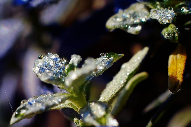 Makro-Wassertropfen