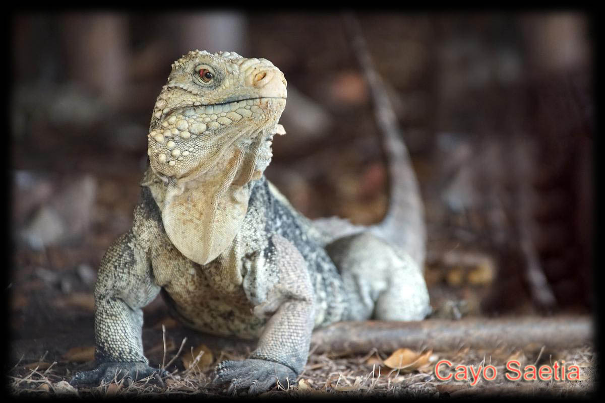 Cayio Saetia