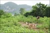 088 Vinales