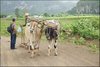 078 Vinales