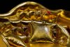 Goldfly-