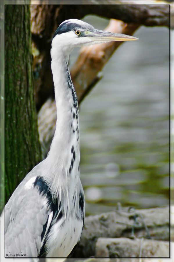 Beispielbild-3-Reiher