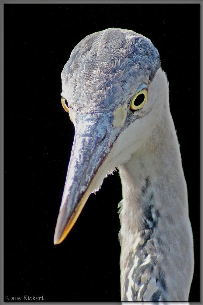 Beispielbild-Reiher-Portrait