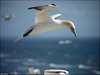 152 Helgoland