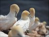 140 Helgoland