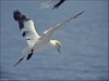077 Helgoland