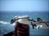 175 Helgoland