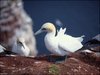 052 Helgoland