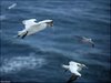 165 Helgoland