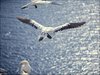 062 Helgoland