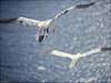 060 Helgoland