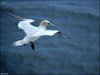 167 Helgoland