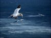 179 Helgoland