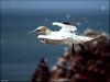 173 Helgoland
