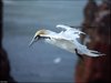 162 Helgoland