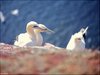 068 Helgoland