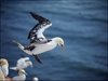 144 Helgoland