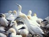 056 Helgoland
