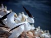 169 Helgoland