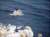 141 Helgoland