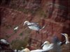163 Helgoland