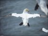 147 Helgoland