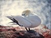 067 Helgoland