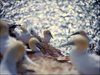 076 Helgoland