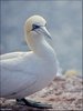 073 Helgoland