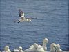 054 Helgoland
