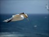 186 Helgoland