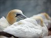 138 Helgoland