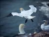 148 Helgoland