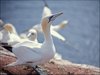 069 Helgoland