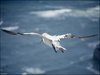 139 Helgoland