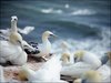 146 Helgoland