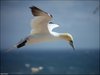154 Helgoland