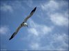 155 Helgoland