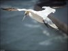 149 Helgoland