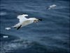 166 Helgoland