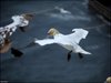 174 Helgoland