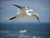 151 Helgoland