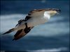 184 Helgoland