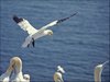 080 Helgoland