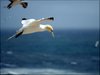 177 Helgoland