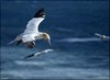 180 Helgoland