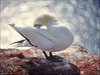 066 Helgoland