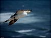 183 Helgoland