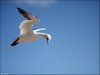 156 Helgoland